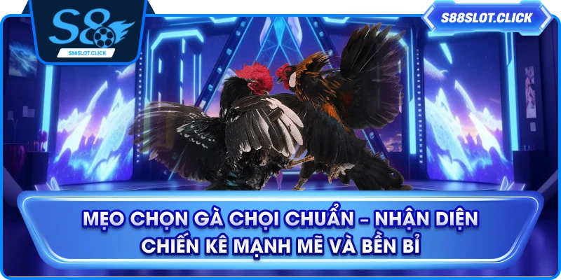 Mẹo Chọn Gà Chọi Chuẩn – Nhận Diện Chiến Kê Mạnh Mẽ Và Bền Bỉ
